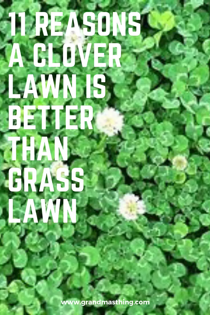 How Do You Get Rid Of Clover In Your Yard