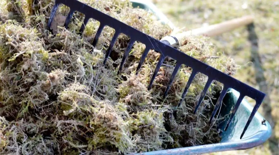 How do You Get Rid of Moss From a Lawn Without Chemicals ...