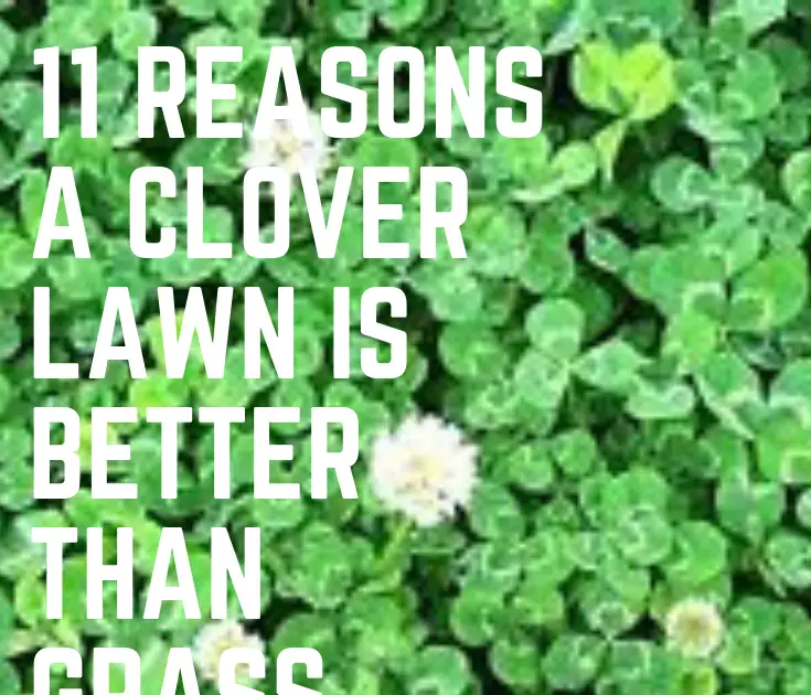 How Do You Get Rid Of White Clover In Lawn