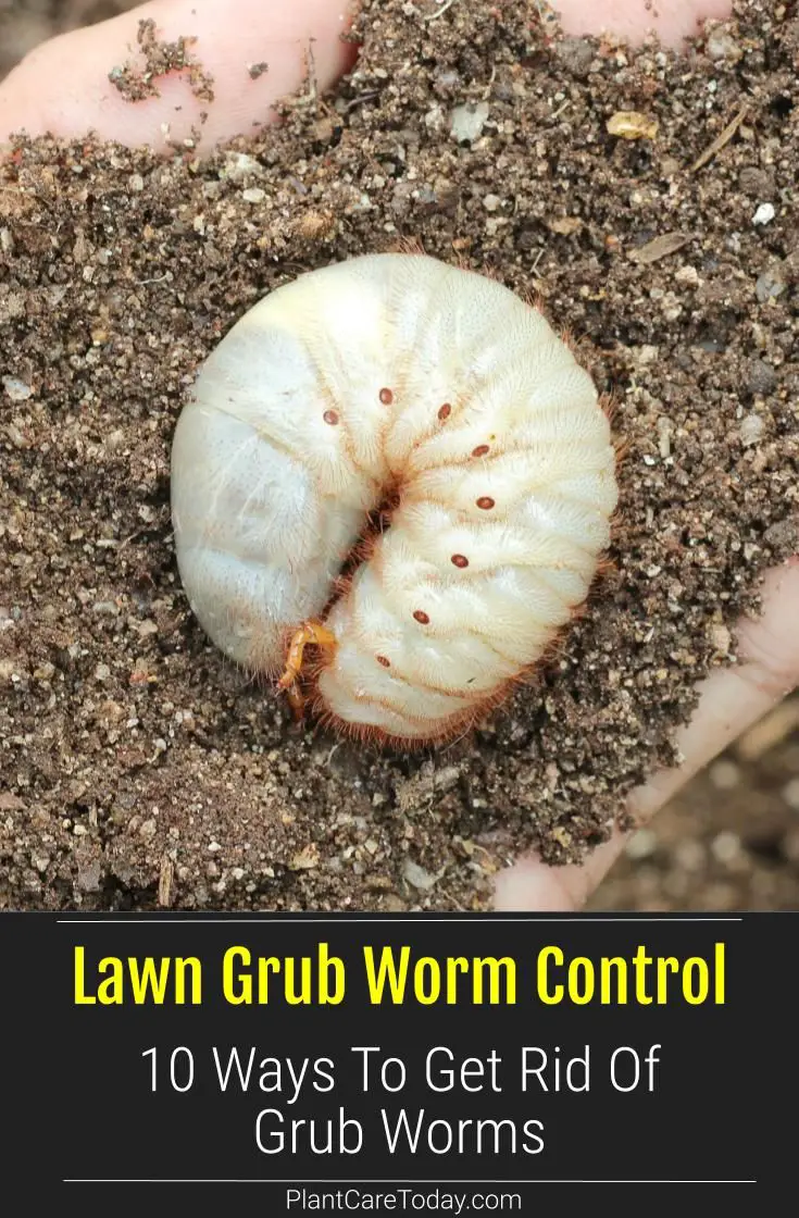 How Do You Kill Grubs In Your Garden : What to Do When ...