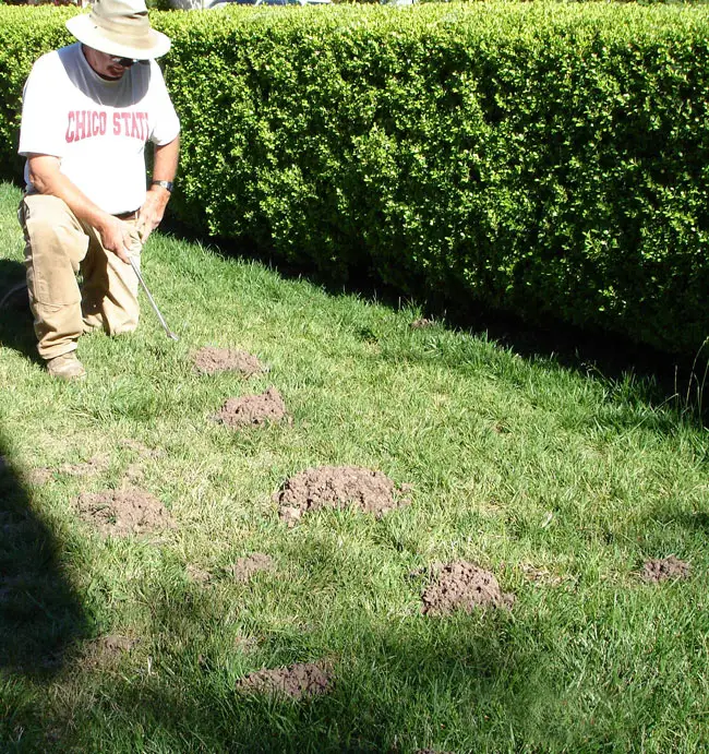 How Getting Rid of Moles in Gardens or Yards?