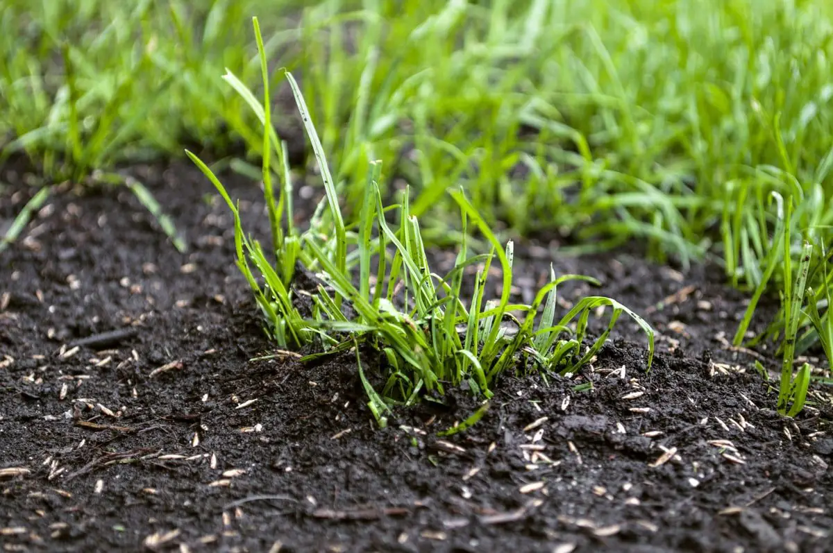 How Long Does Grass Seed take to Grow? How to Speed it Up!