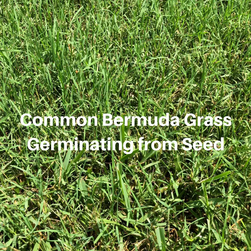 How Long Does It Take Bermuda Grass to Germinate