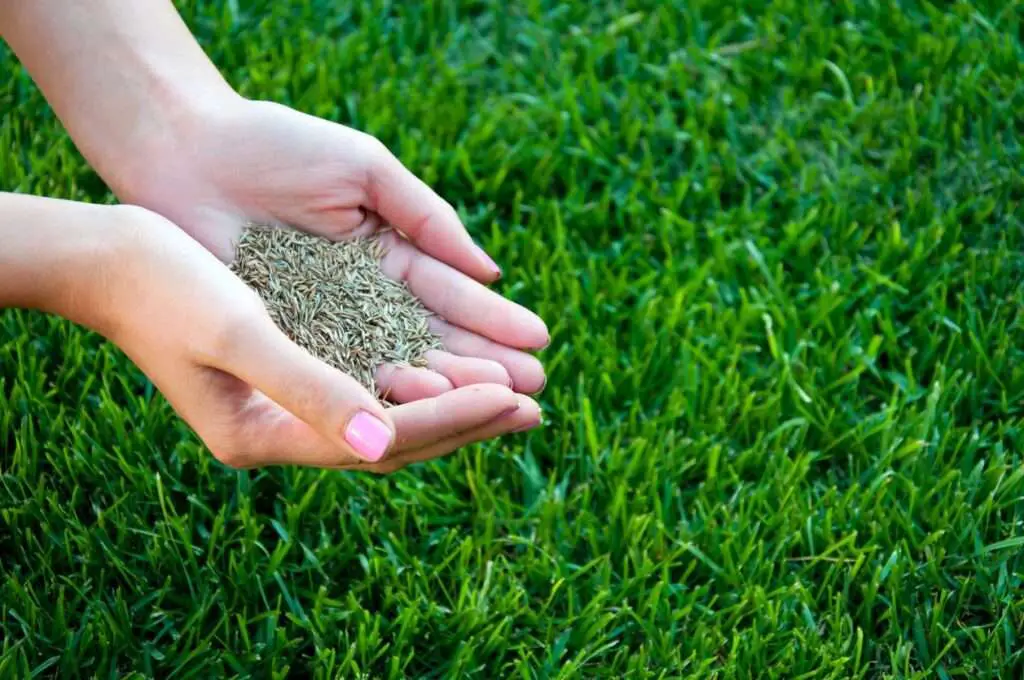 How Much Grass Seed Is Too Much For Your New Lawn