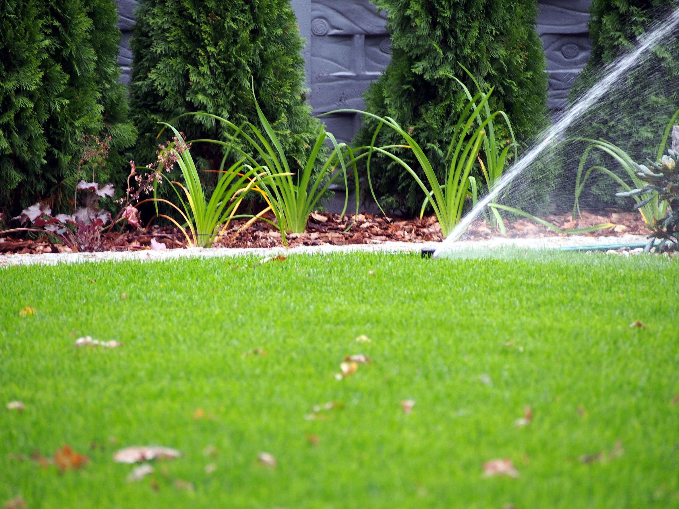 How much water does my lawn need? ~ Lawn &  Pest Solutions