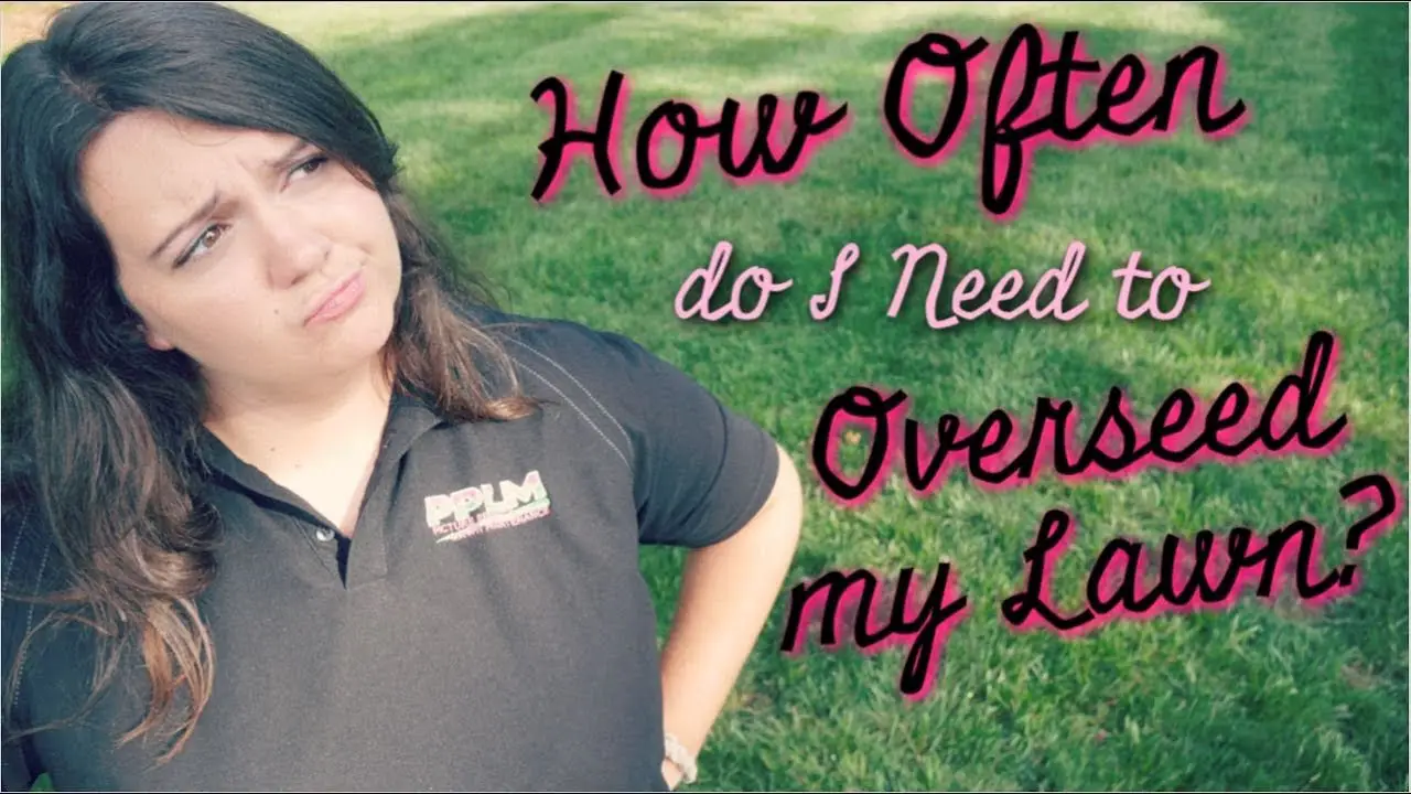 How Often do I Need to Overseed my Lawn?