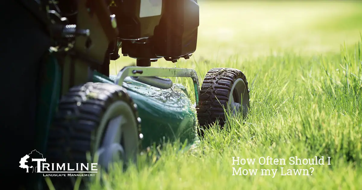 How Often Should I Mow my Lawn?