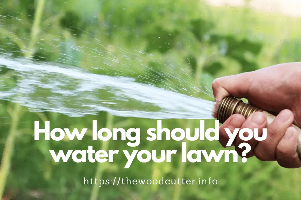 How Often Should I Water My Lawn?