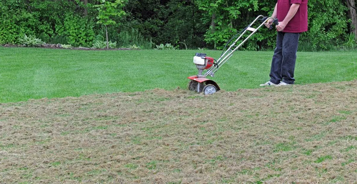 How often should you Dethatch your Lawn?