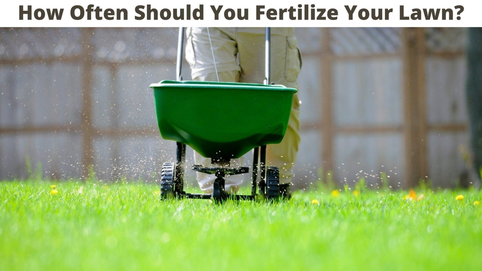 How Often Should You Fertilize Your Lawn? [2021]