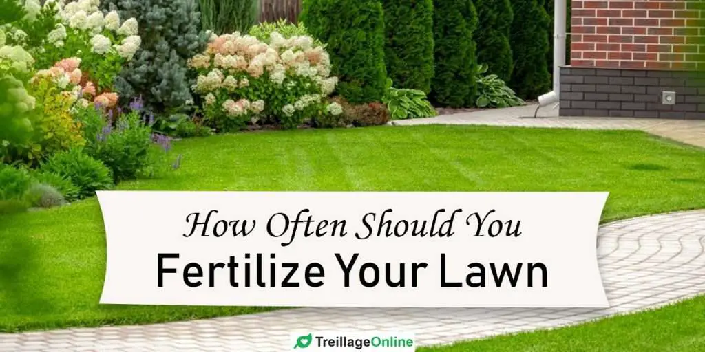 How Often Should You Fertilize Your Lawn?