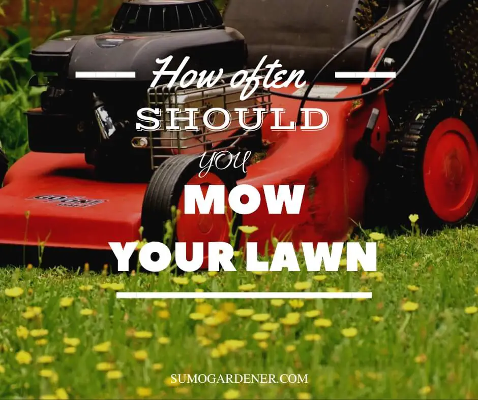 How Often Should You Mow Your Lawn and Its Benefits