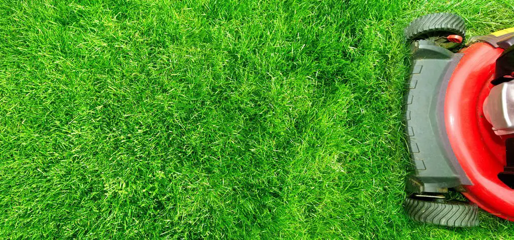 How Often Should You Really Think About Mowing Your Grass ...