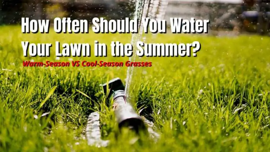 How Often Should You Water Your Lawn in the Summer?
