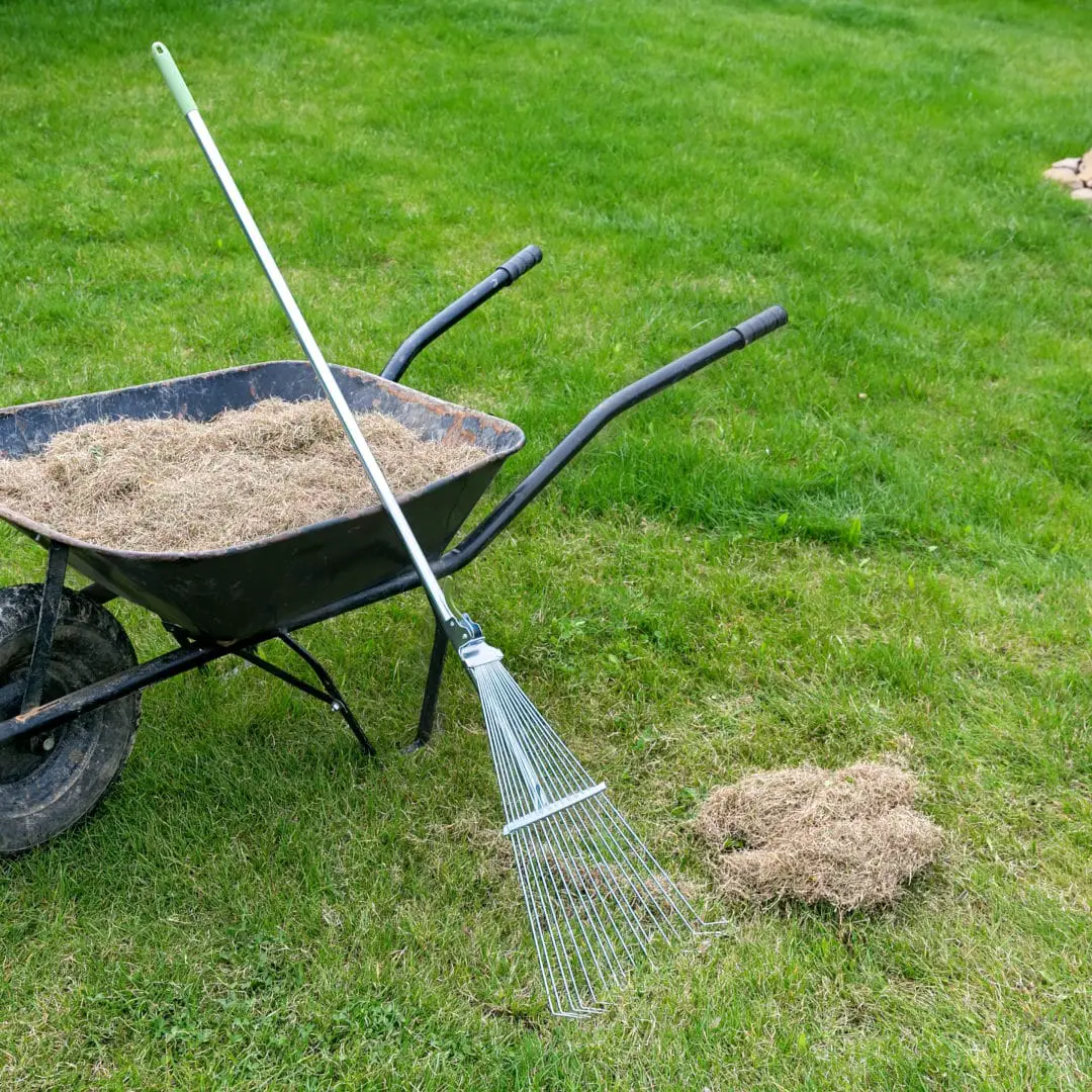 How Often To Dethatch Your Lawn : Power Rake Vs Dethatcher Differences ...