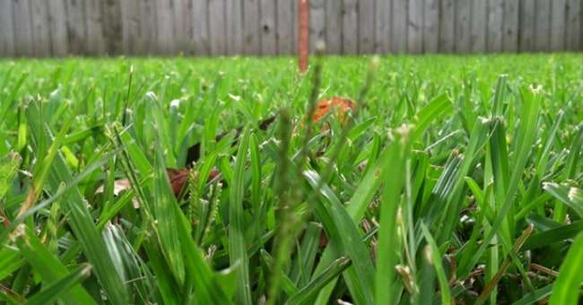 How Short Should You Cut Your Grass?