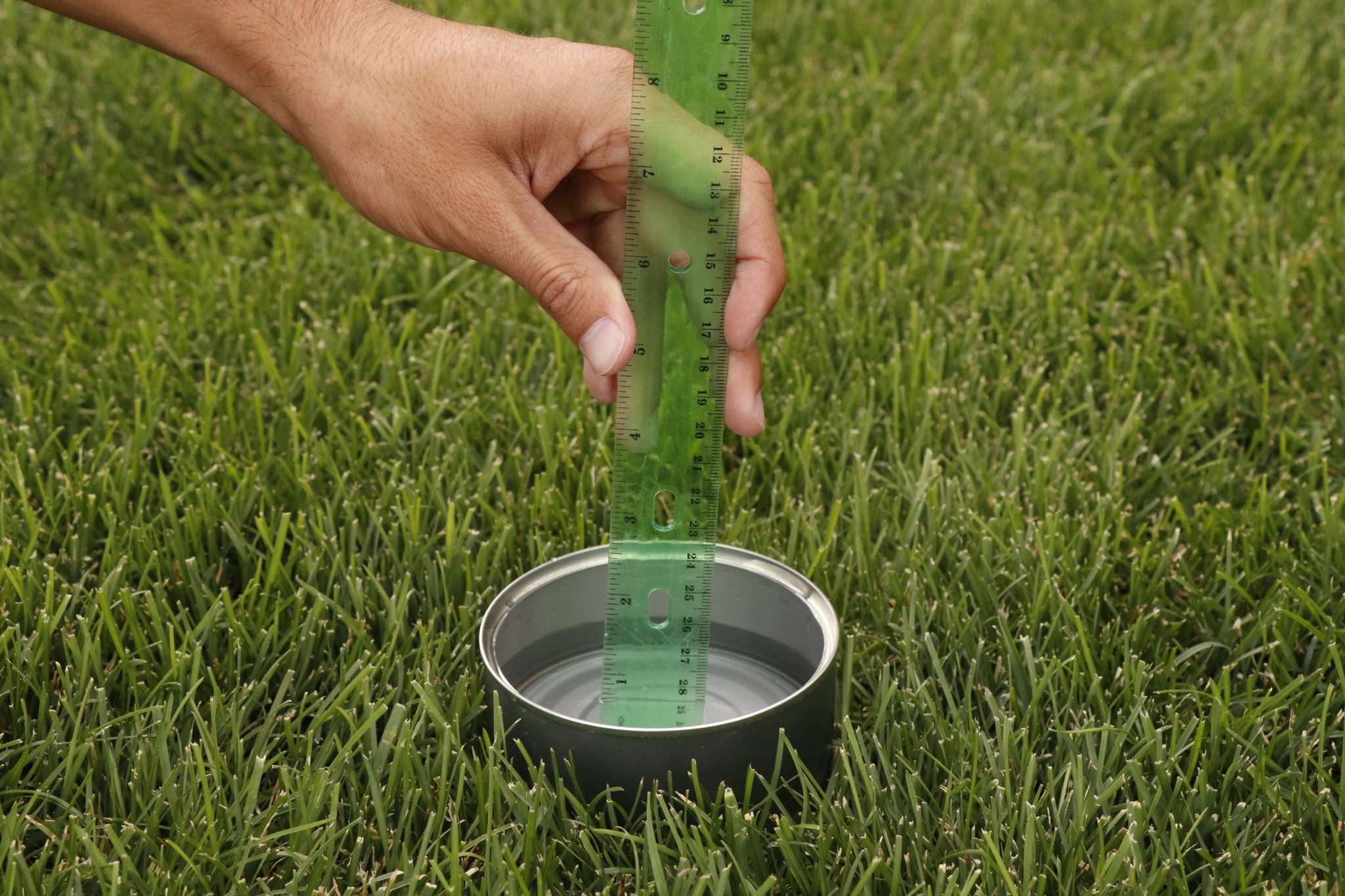 How to Care for Kentucky Bluegrass