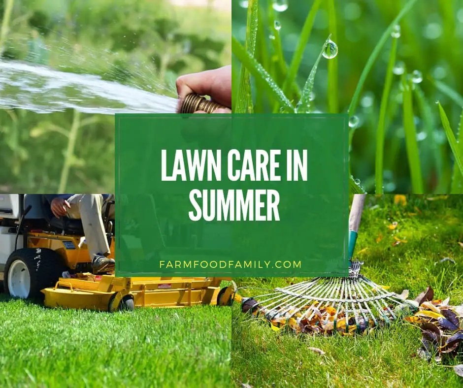 How To Care for Lawn in Summer