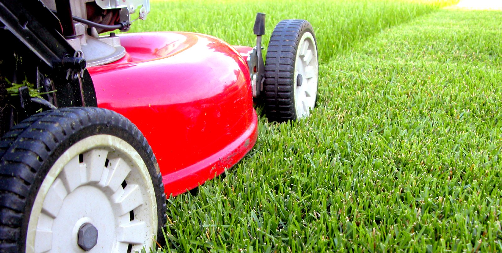 How to Care for Your Lawn Turf