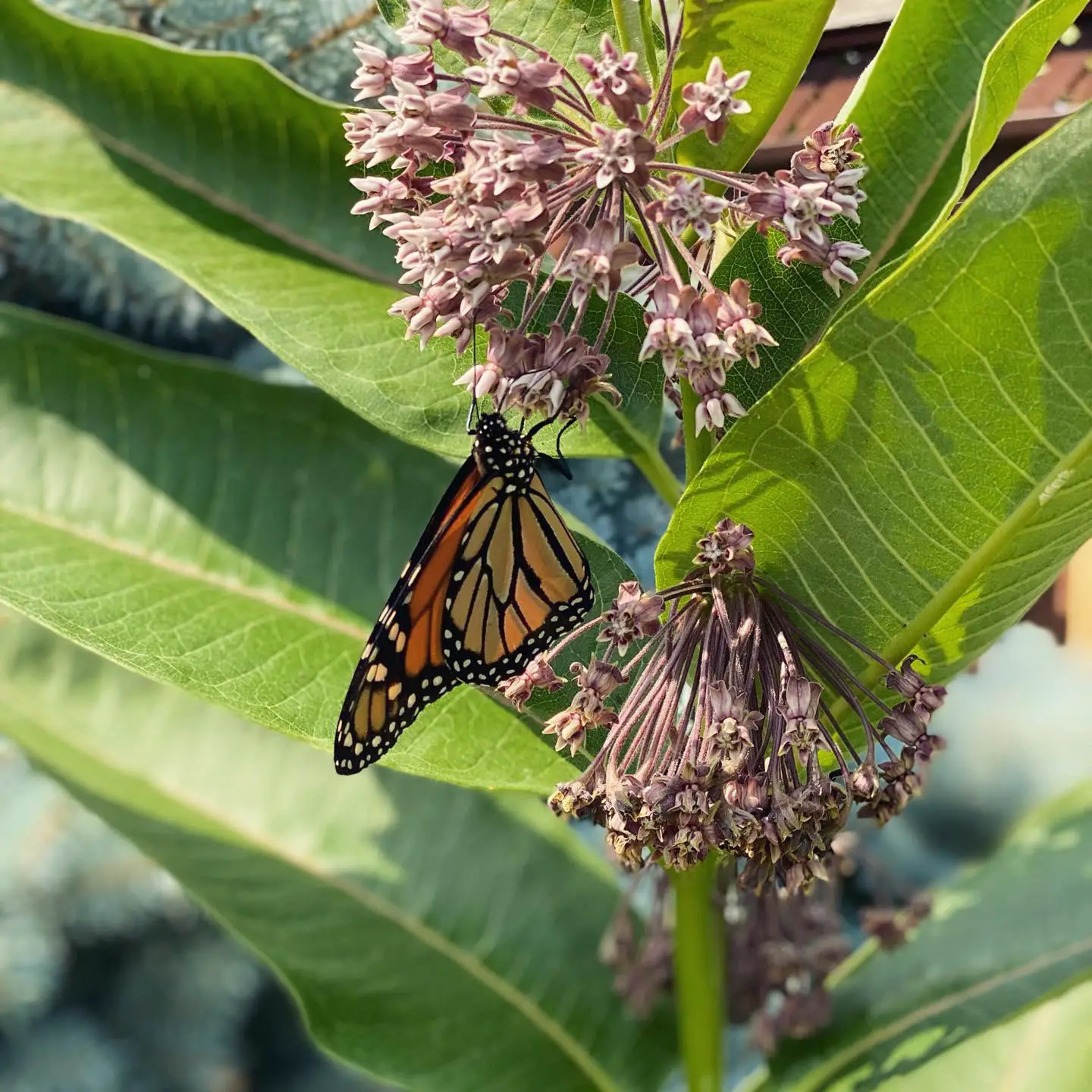 How to clean Milkweed? : monarch