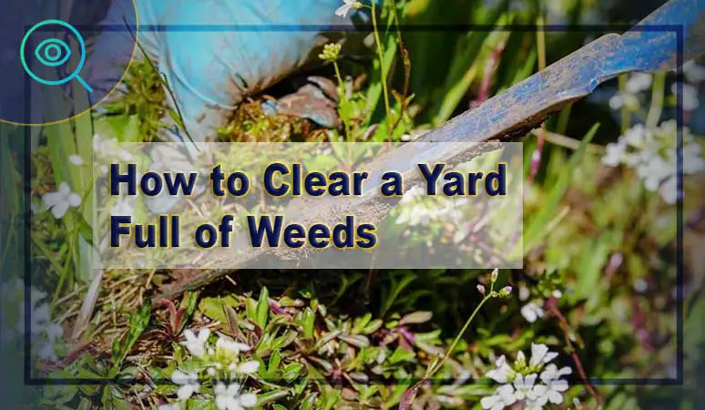 How to Clear a Yard Full of Weeds in 6 Essential Steps