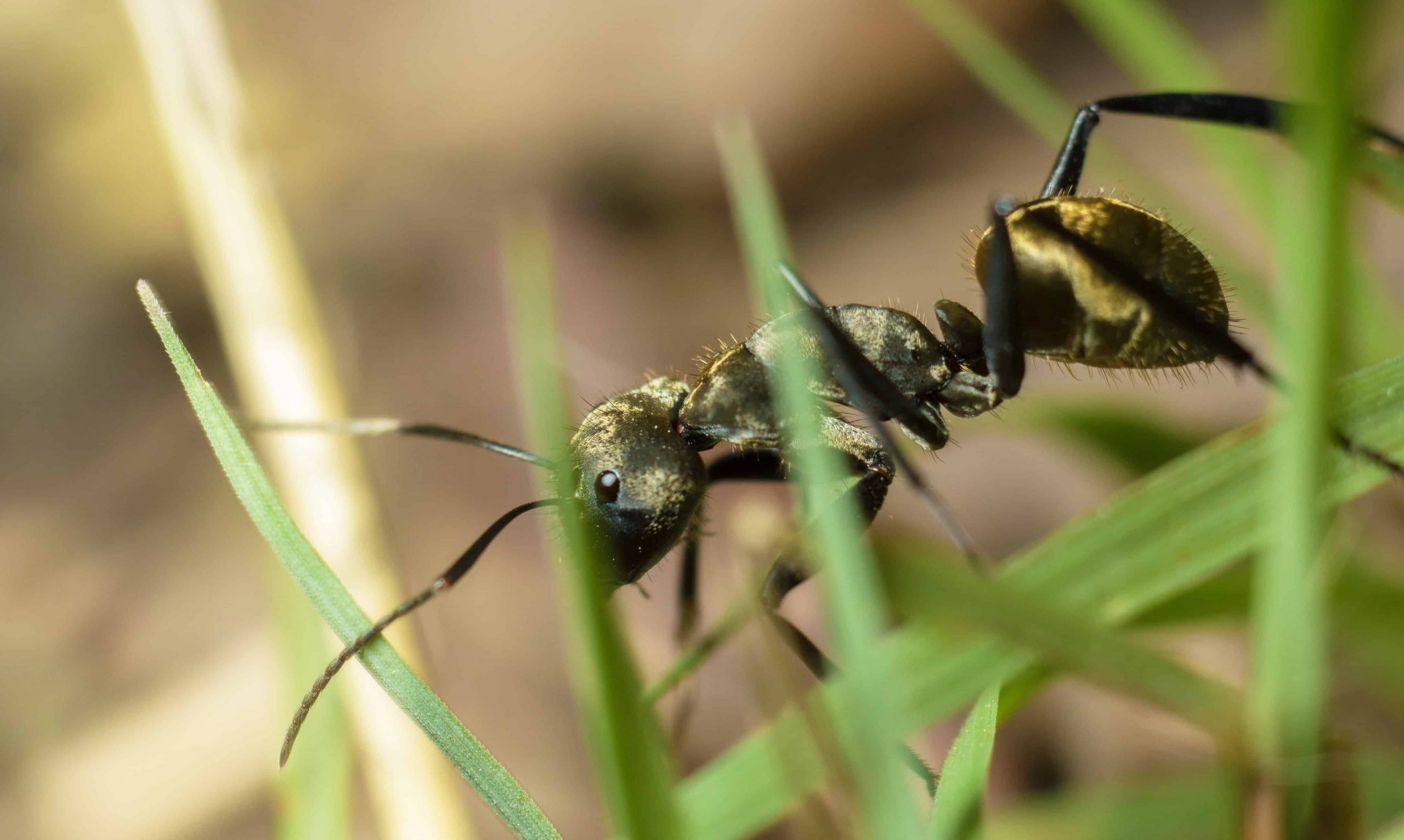 How to Control Ants in Lawn Organically