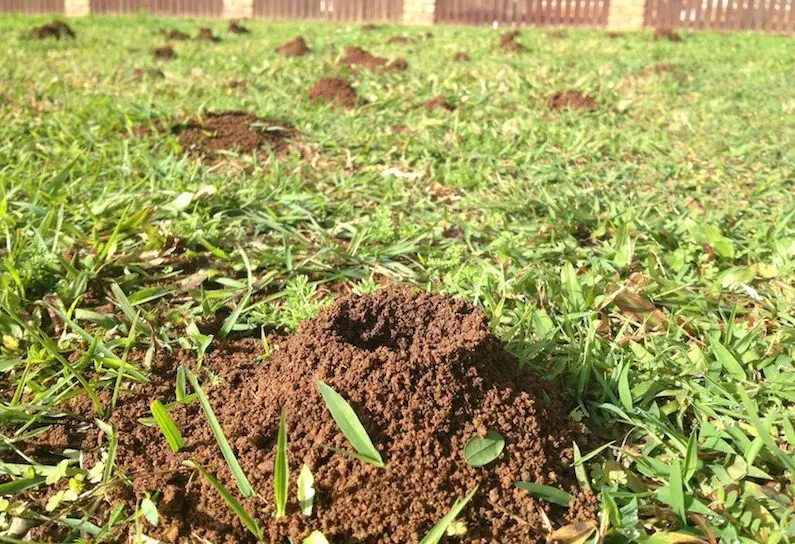 How To Control Ants In The Yard
