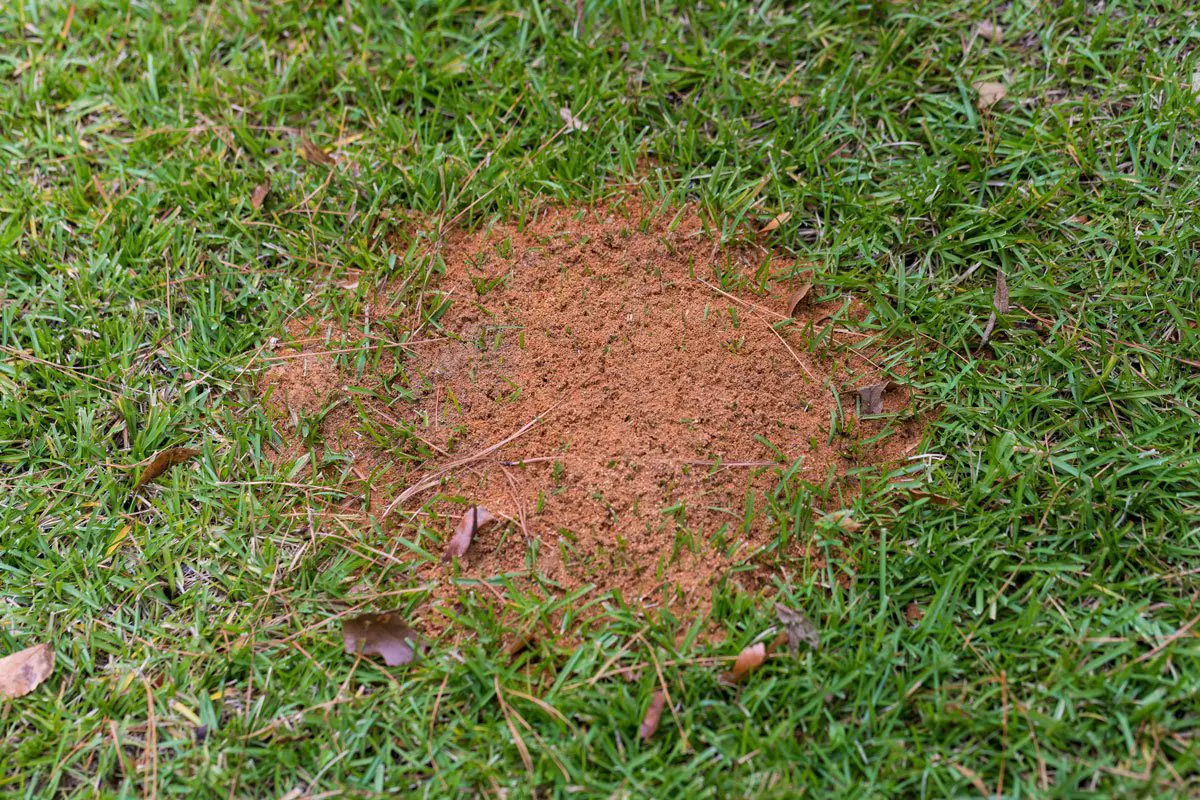 How to control ants in your lawn
