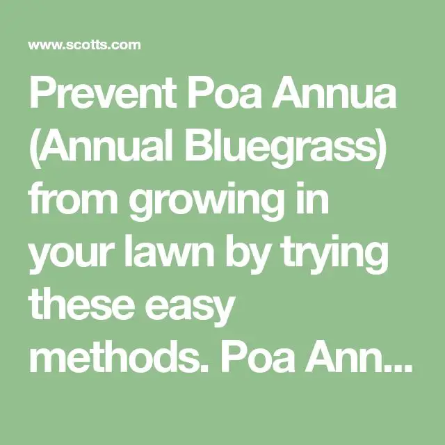How to Control Poa Annua in the Lawn