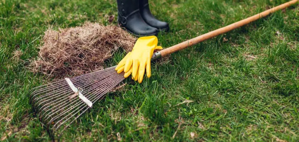 How to Dethatch Your Lawn Using a Rake?