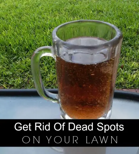 How To Effortlessly Get Rid Of Dead Spots On Your Lawn