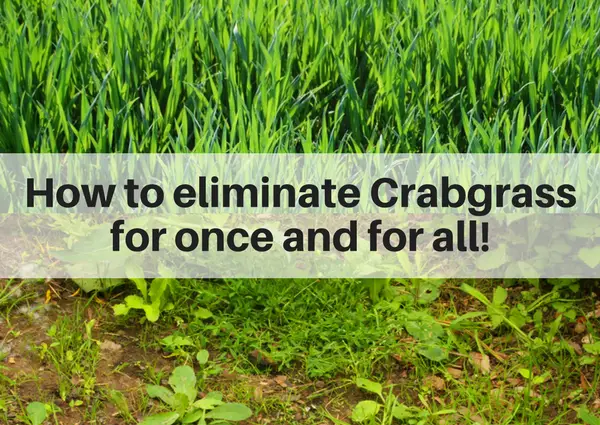 How to eliminate crabgrass on your lawn once and for all ...