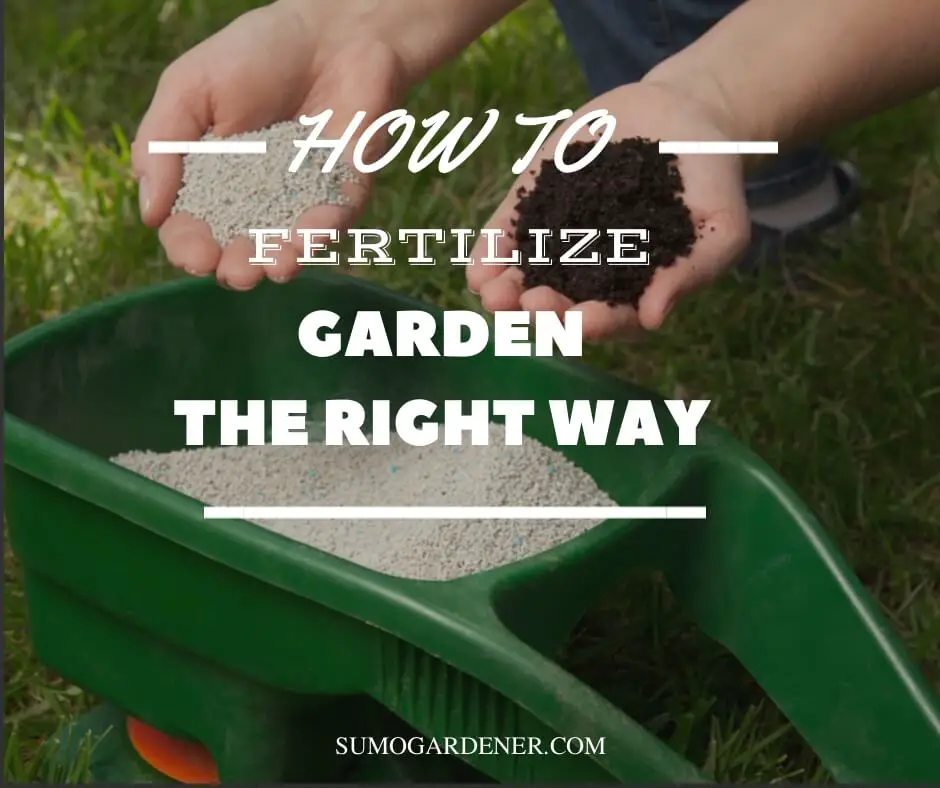 How to Fertilize Garden the Right Way