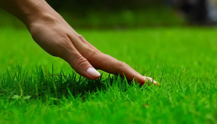 How To Fertilize Your Lawn in Overland Park