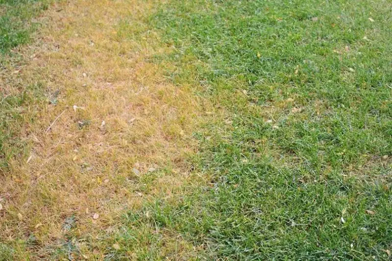 How to Fix a Dead Lawn in 4 Simple &  Easy Steps + FAQs