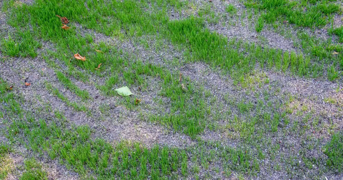 How to fix a patchy lawn