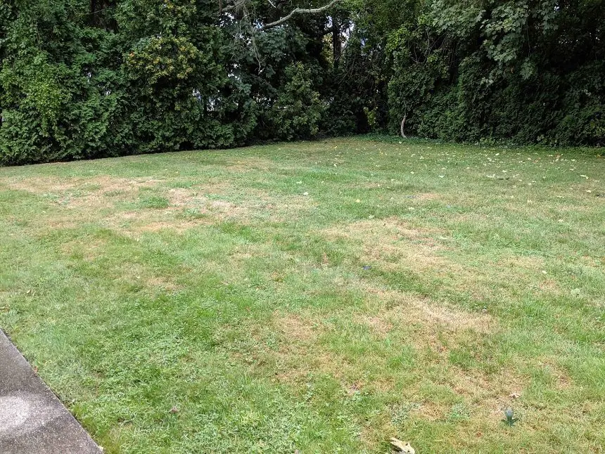 How to Fix Burnt Grass and Prevent It in Future: The Most ...