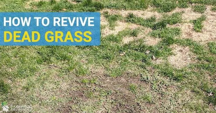 How To Fix Dead Grass