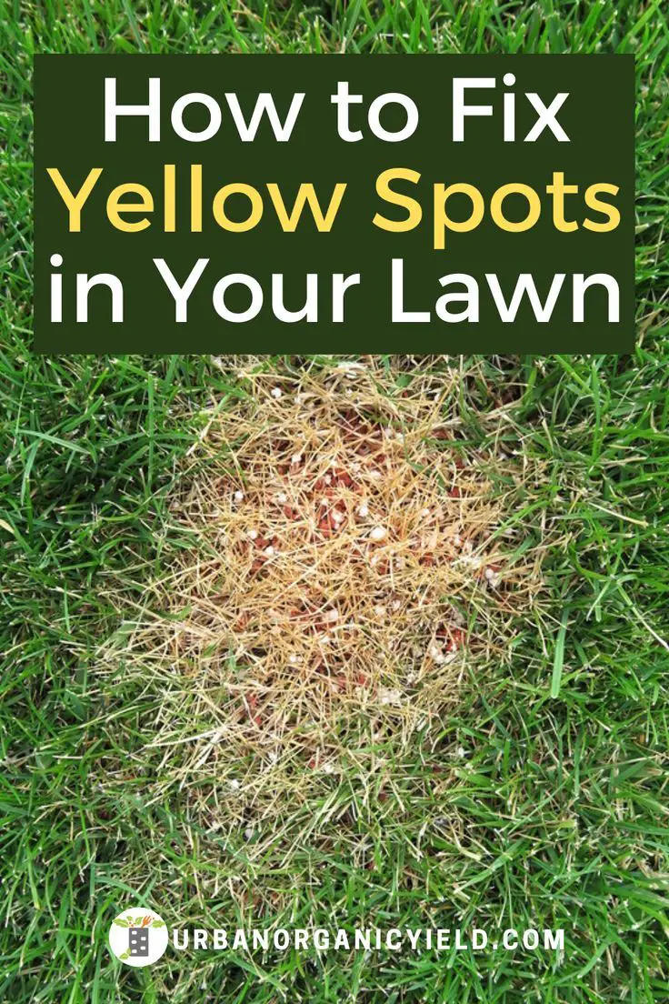 How to Fix Yellow Spots and Patches