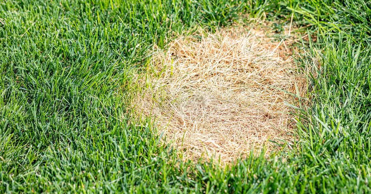 How to fix yellow spots on your lawn