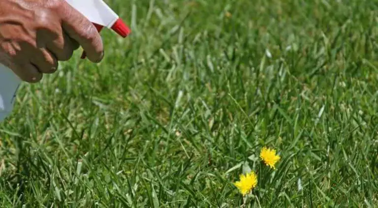 How to Fix Your Lawn Full of Weeds in 5 Simple Steps