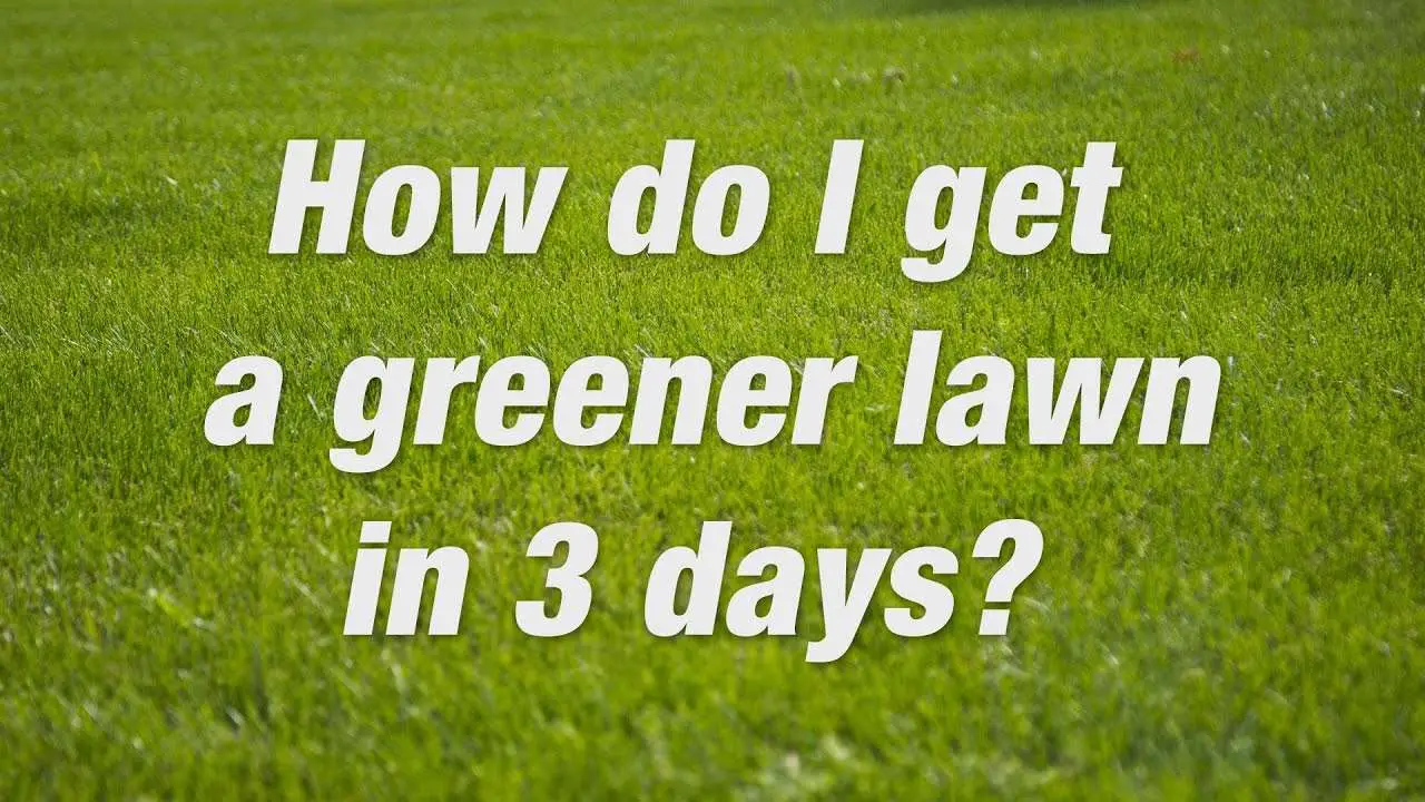 How to Get a Green Lawn Fast