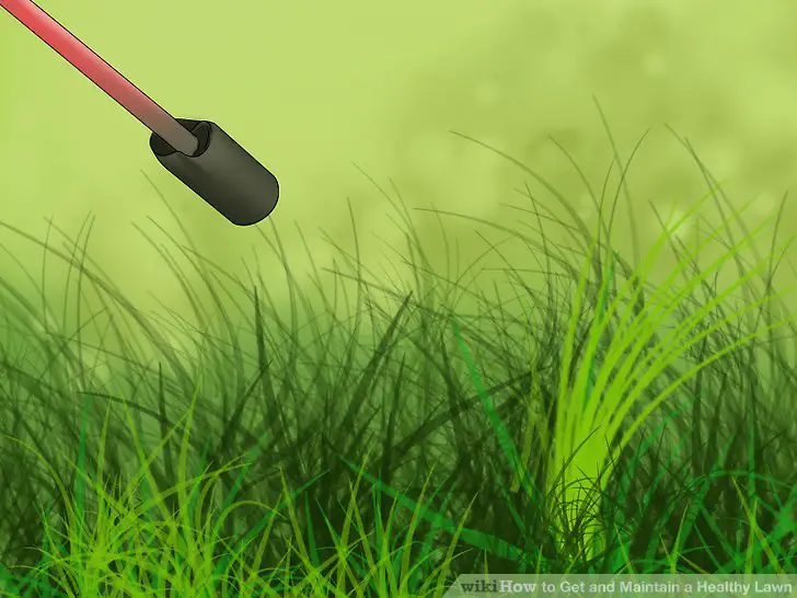 How to Get and Maintain a Healthy Lawn (with Pictures ...