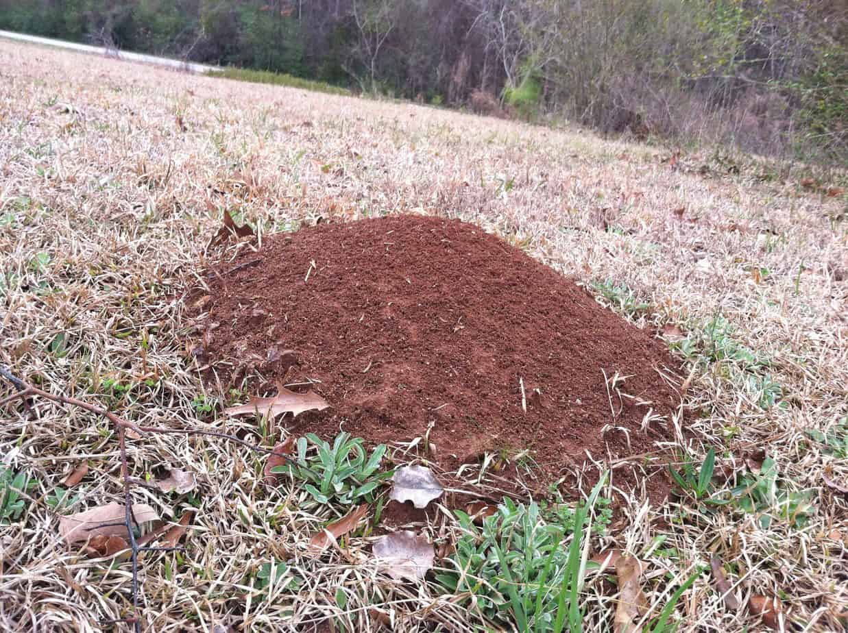 How to Get Rid of Ant Hills (Colonies) in Yard: Proven Methods