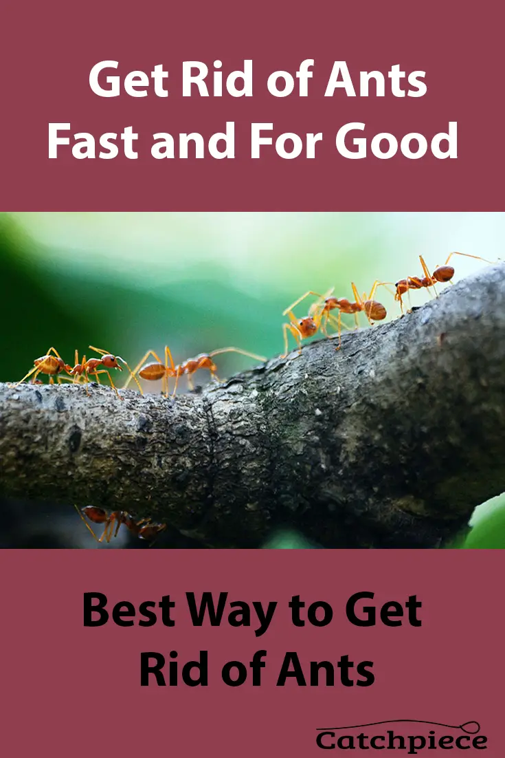 How to Get Rid of Ants: 3 Easy Steps To Success
