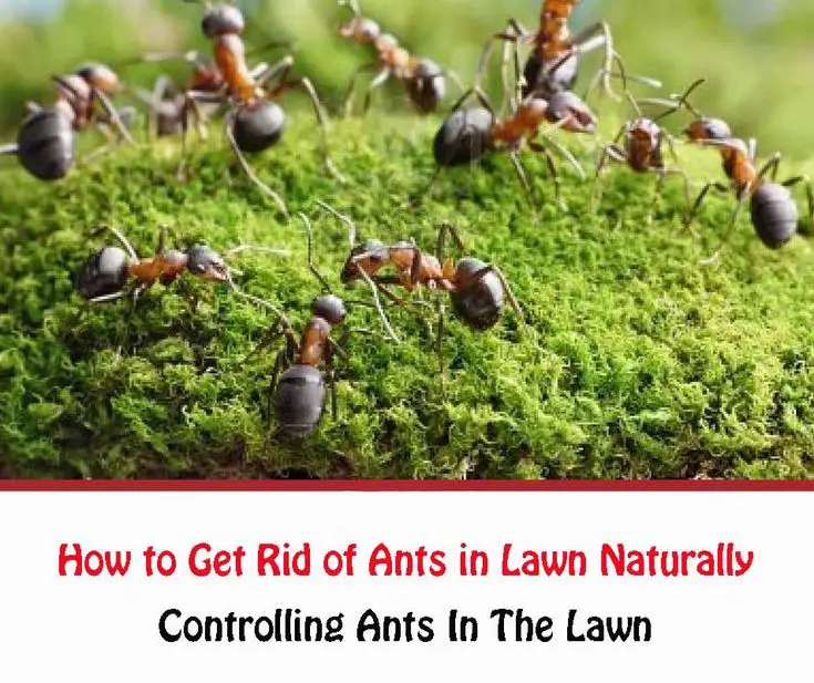 How to Get Rid of Ants in Lawn Naturally