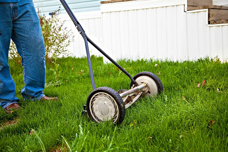 How to Get Rid of Bahia Grass: Eliminating this Tenacious Weed
