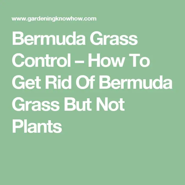 How To Get Rid Of Bermuda Grass In Your Lawn
