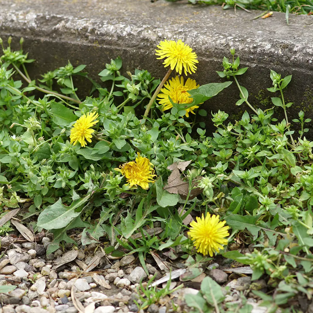 How to get rid of broadleaf weed in turf