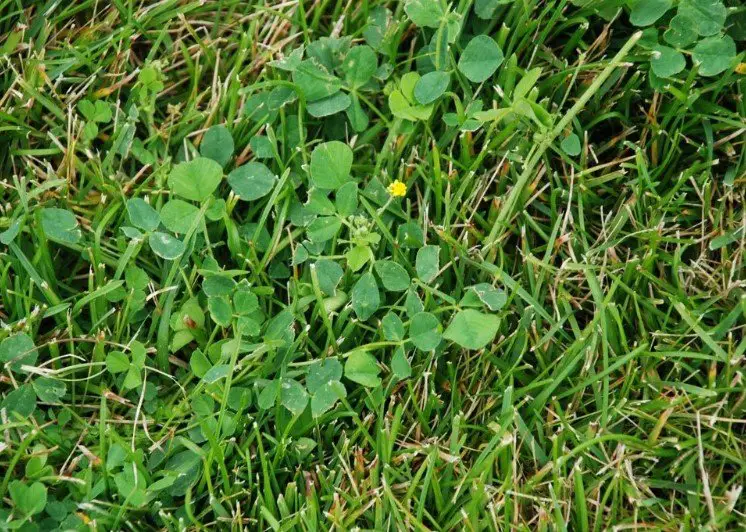 How to Get Rid of Broadleaf Weeds in Lawn